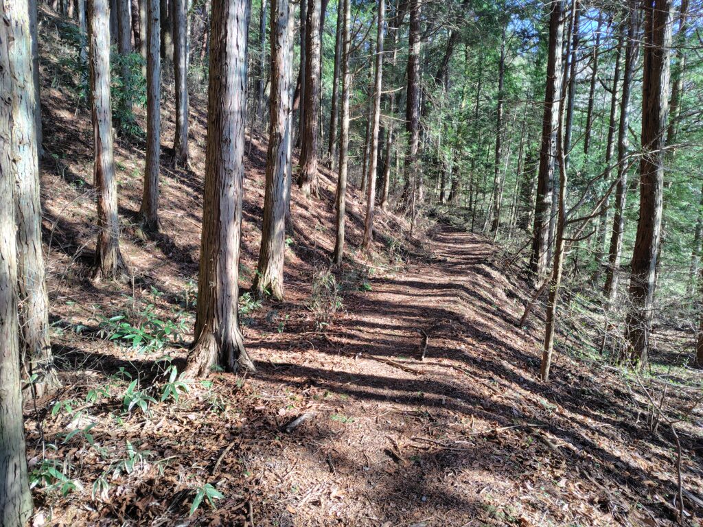 経ヶ岳 序盤の歩きやすい登山道