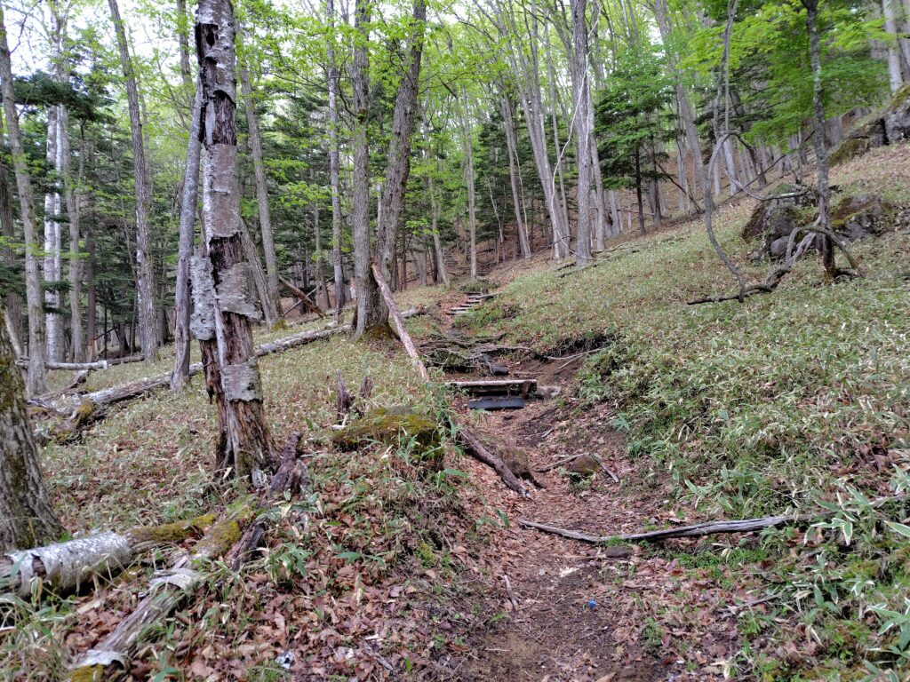 太郎山ルート序盤の樹林帯の登山道