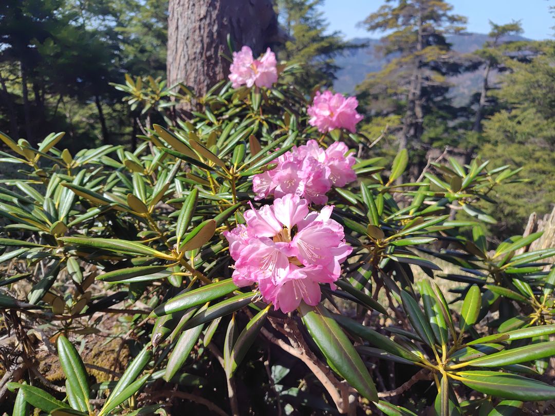 稜線を彩るシャクナゲ
