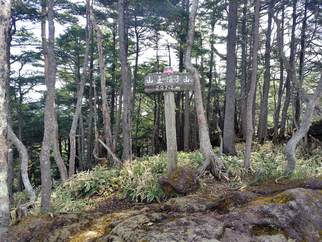 山王帽子山の山頂(樹林帯)