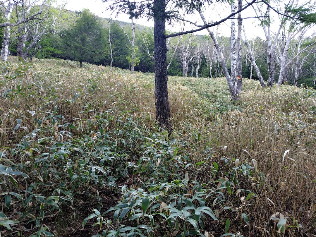 山王帽子山への笹深い登山道