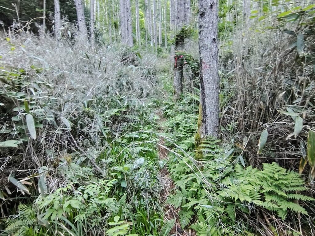 渡渉後から五合目までの草木が茂る登山道