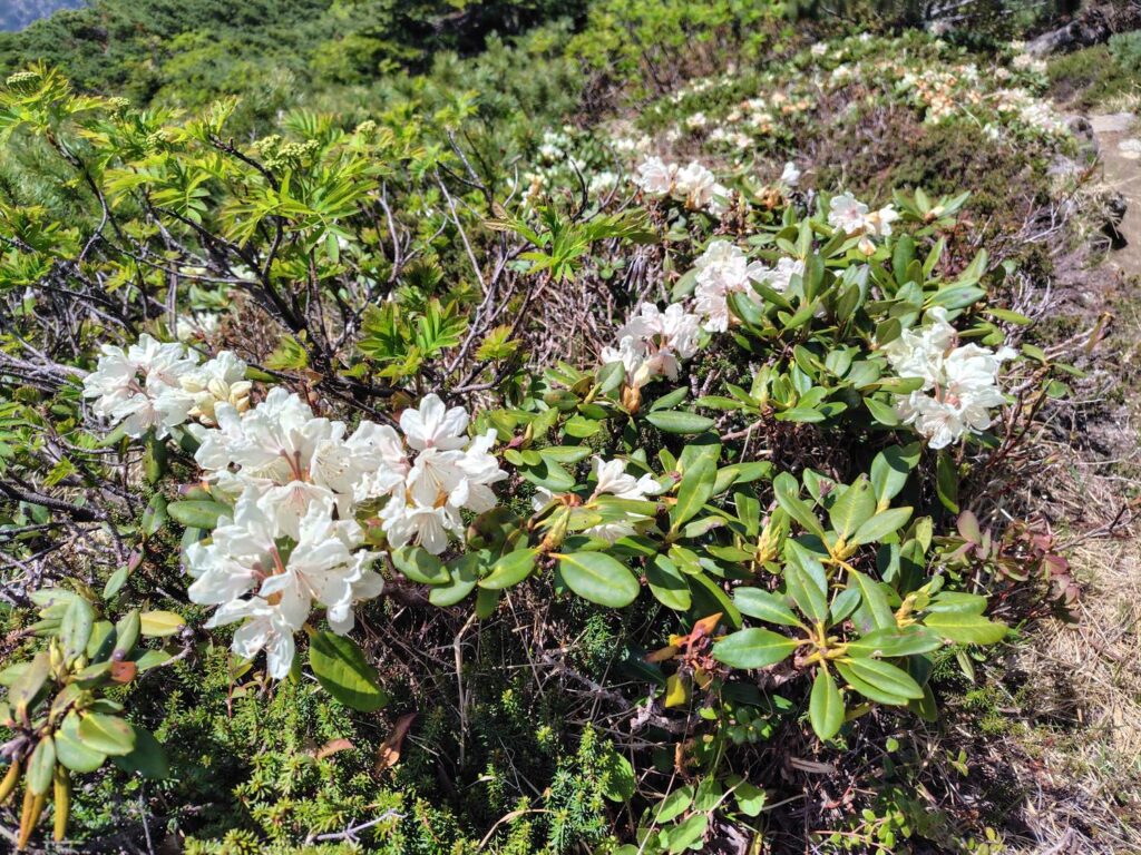 将棊頭山から木曽駒ヶ岳へ続く稜線(シャクナゲ)