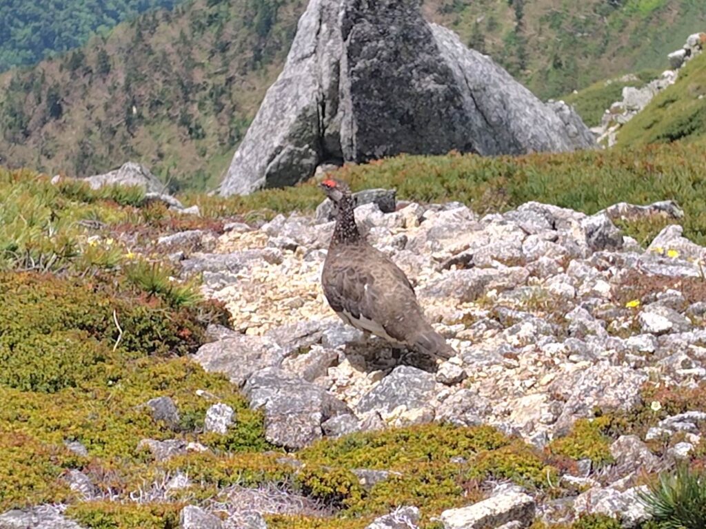木曽駒ヶ岳山頂周辺で出会ったオスのライチョウ