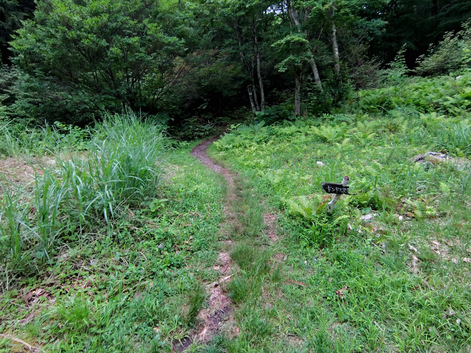 ドンドコ沢登山道入口