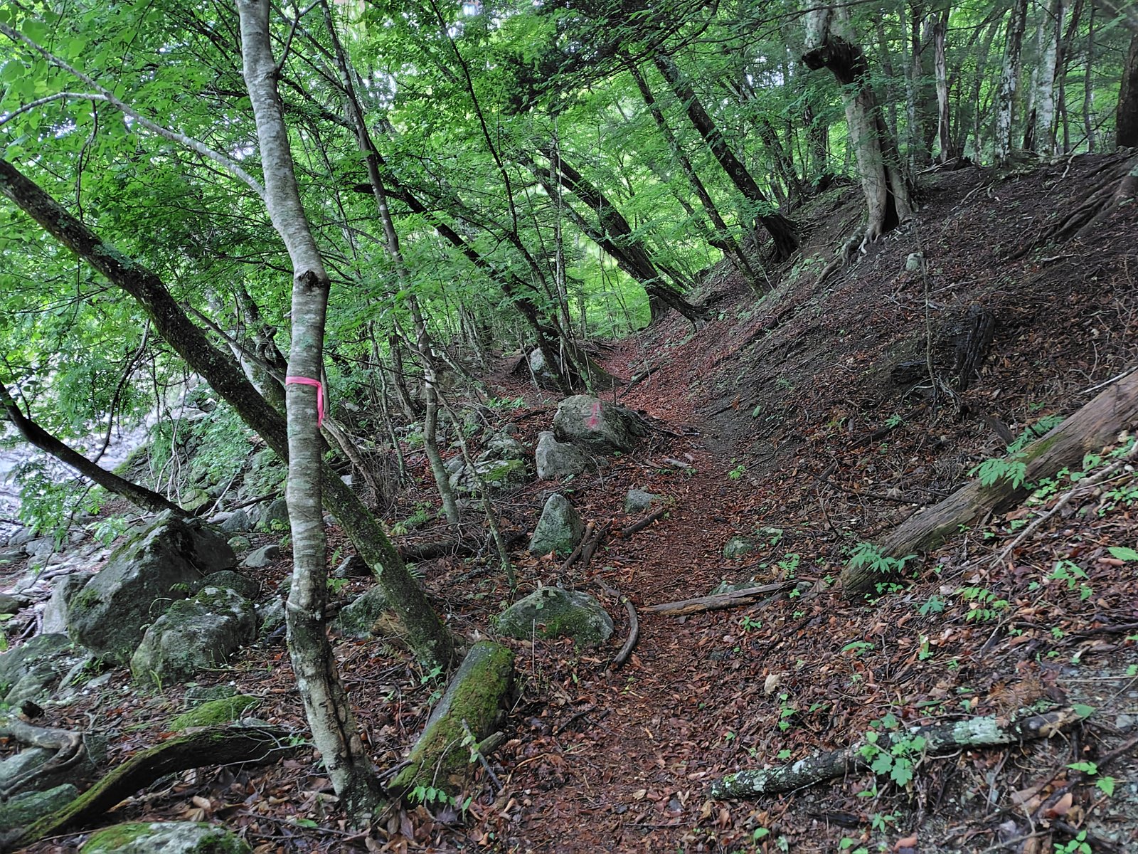 序盤の樹林帯の登山道