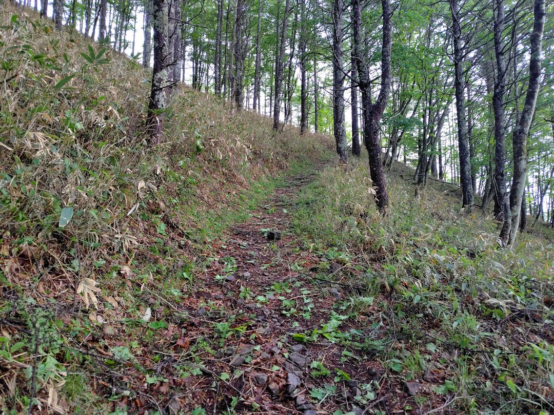 樹林帯の急な登り