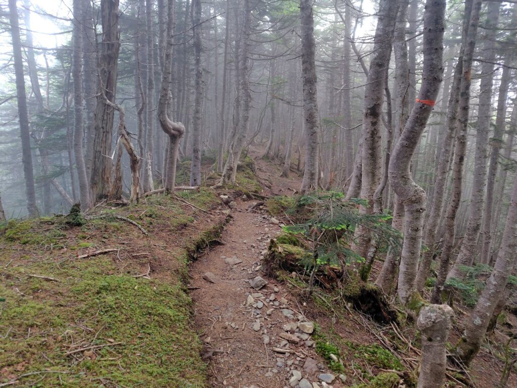 本谷山から塩見小屋へ続く樹林帯の登山道