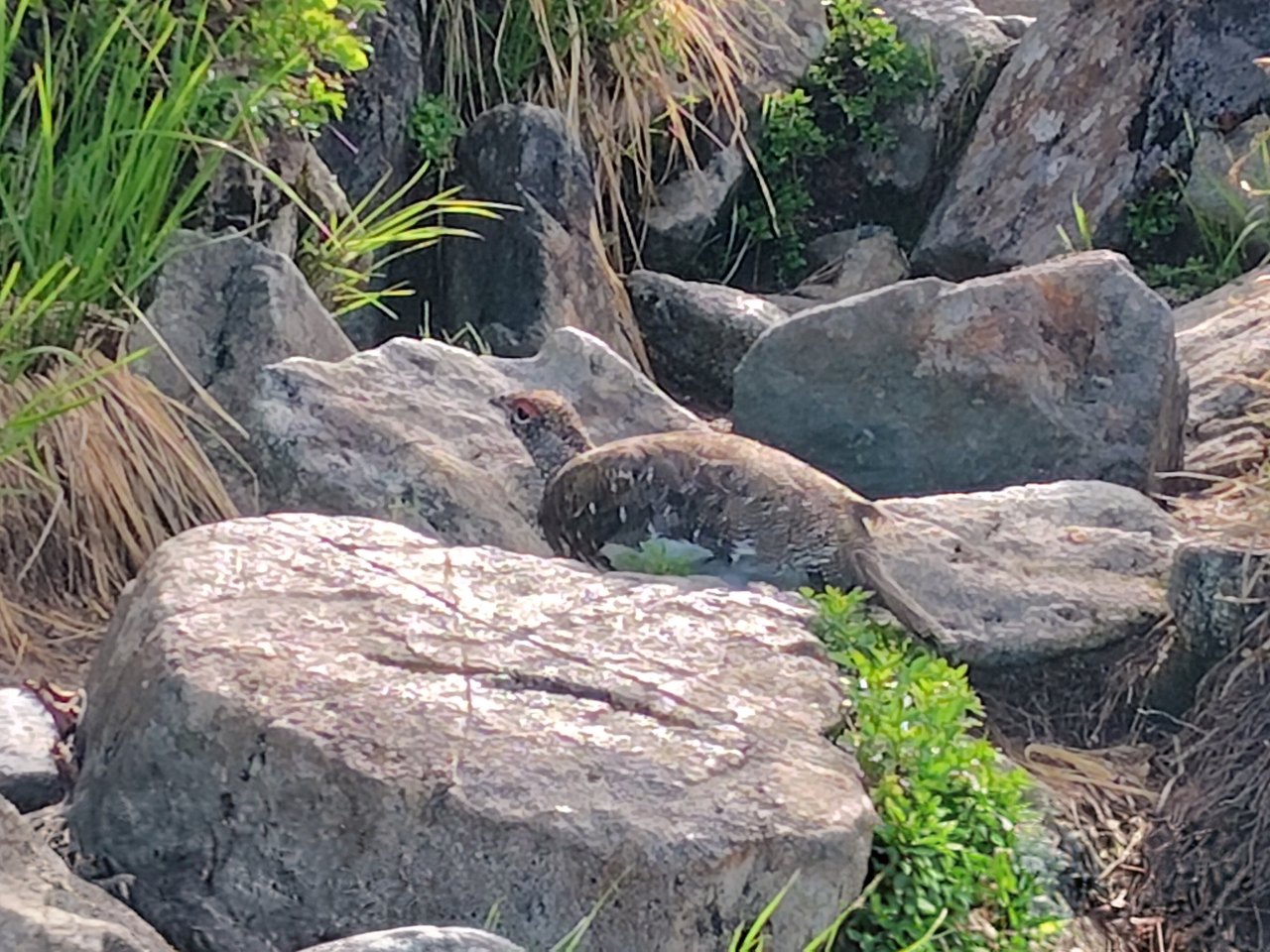 剱御前小屋への登りで再び出会ったライチョウ