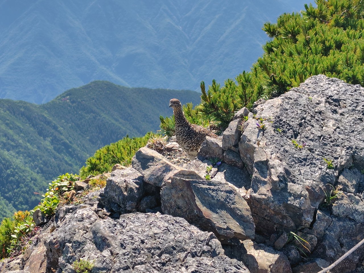 下山時に見かけたライチョウ