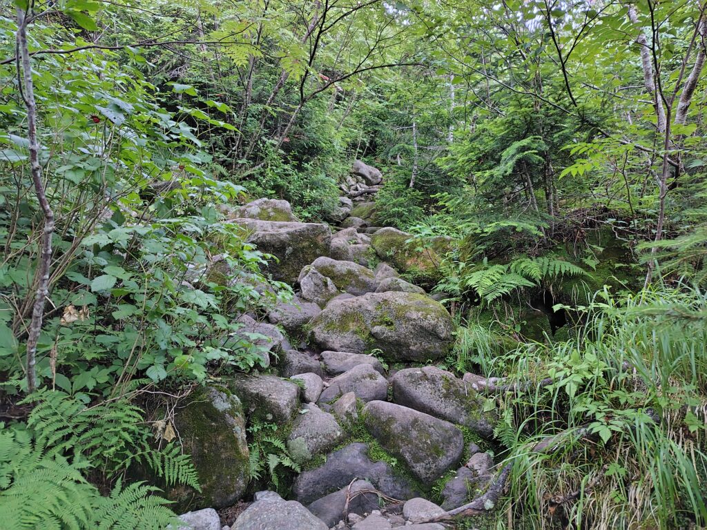 薬師沢から雲ノ平へ続く樹林帯の滑りやすい急登