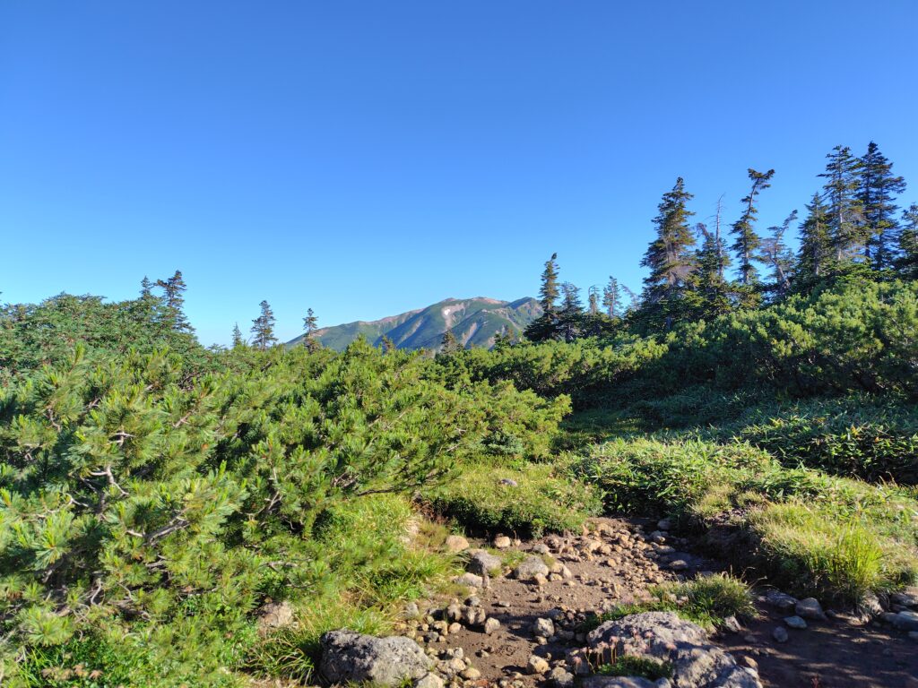 アラスカ庭園から望む薬師岳
