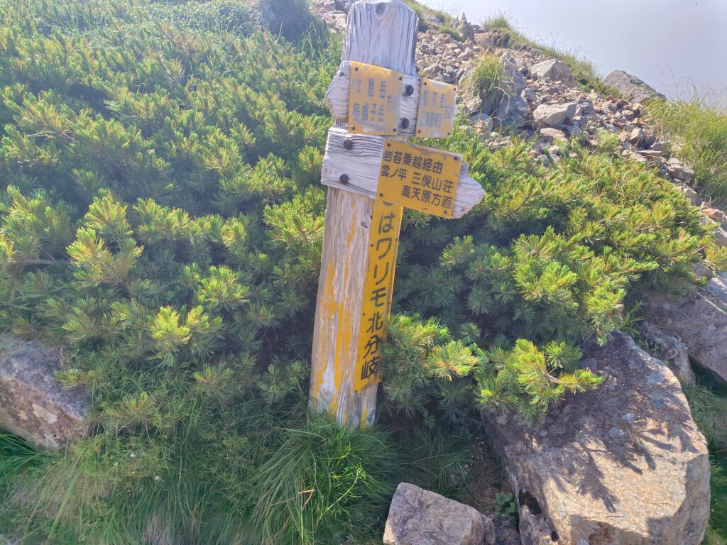 岩苔乗越の先にあるワリモ岳の分岐