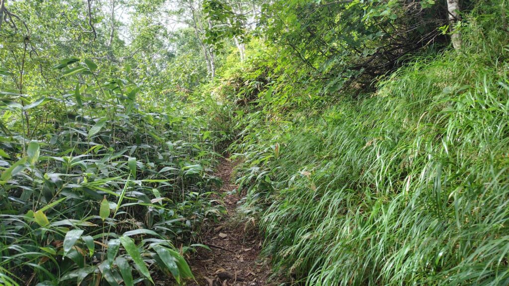 鶯谷から先は笹が生い茂る登山道