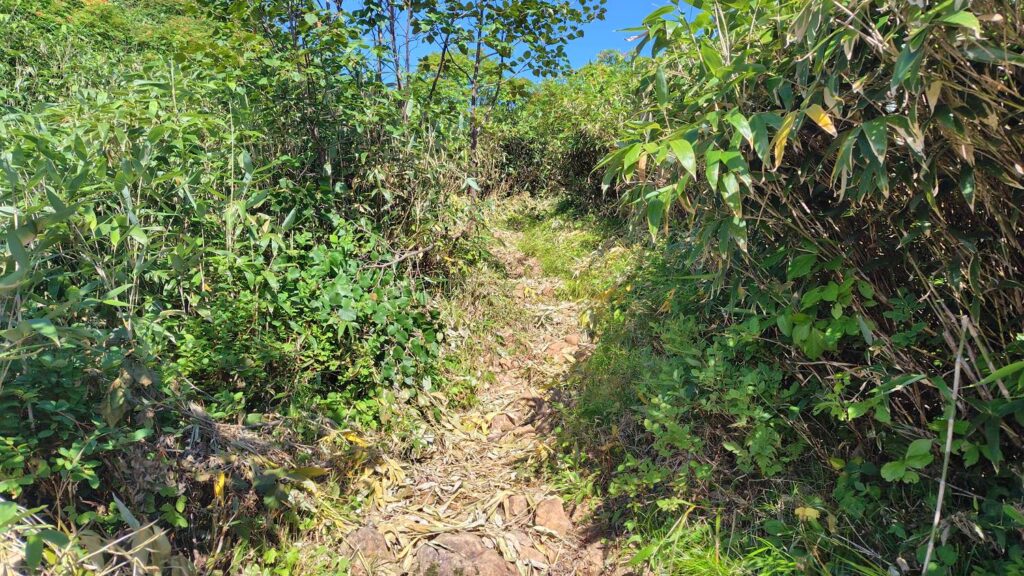 刈払いされて歩きやすい登山道