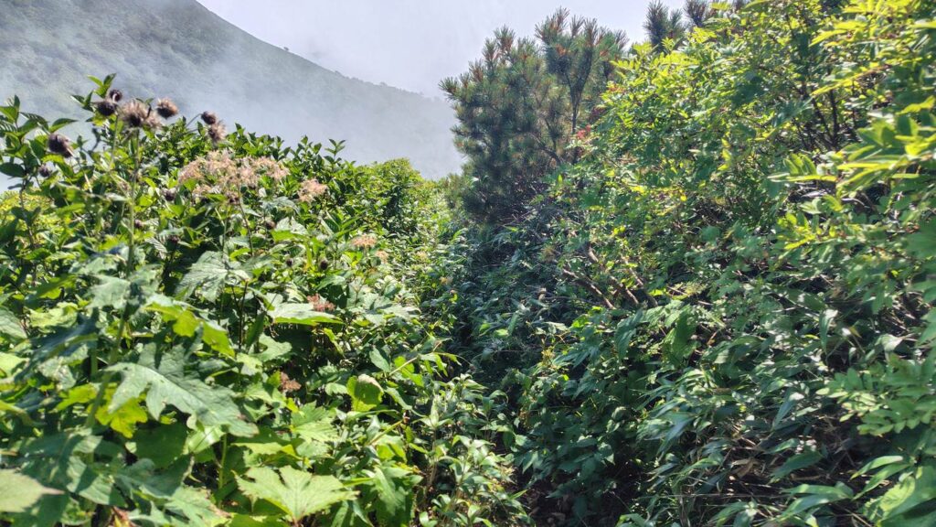 山頂への最後の登りは笹薮が深い