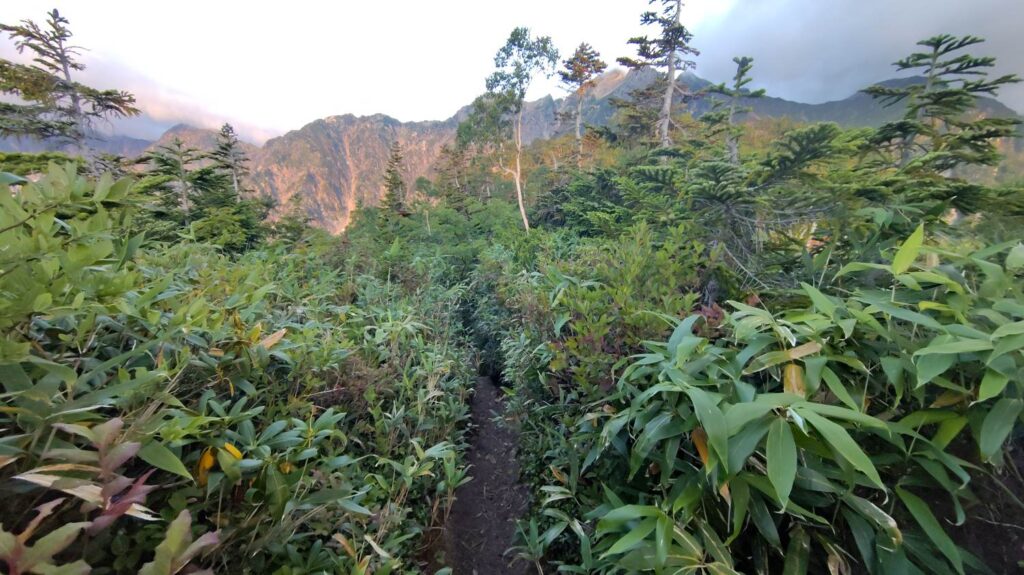 大遠見山から西遠見山へ続く稜線