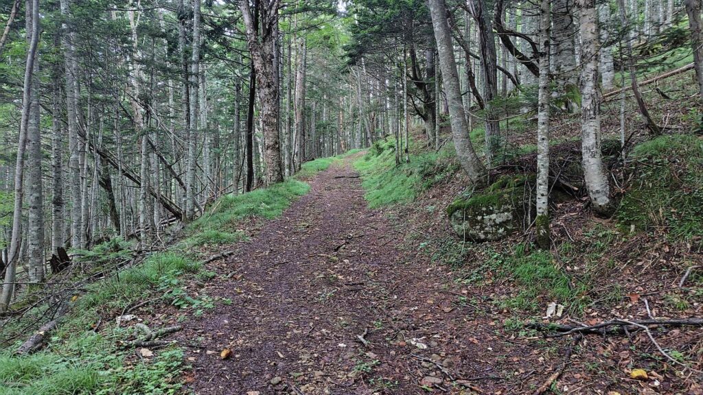 登山口へ続く約2kmの林道歩き