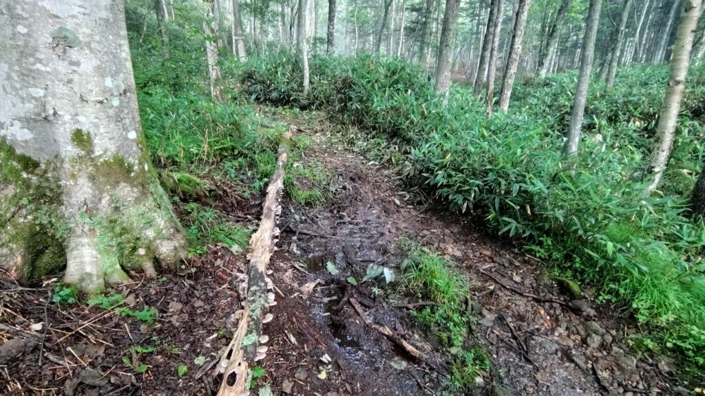 ニペソツ山 幌加温泉コースの渡渉点