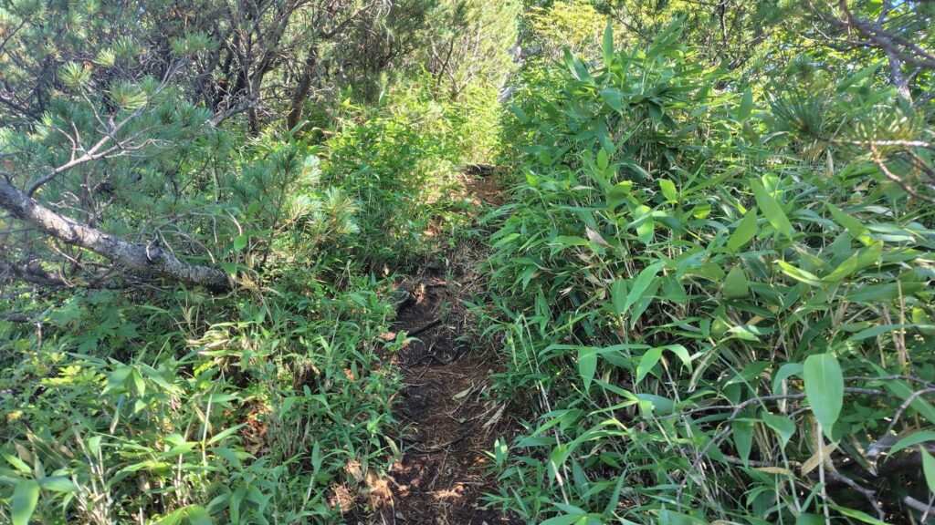 展望地点から再び樹林帯へ入る登山道