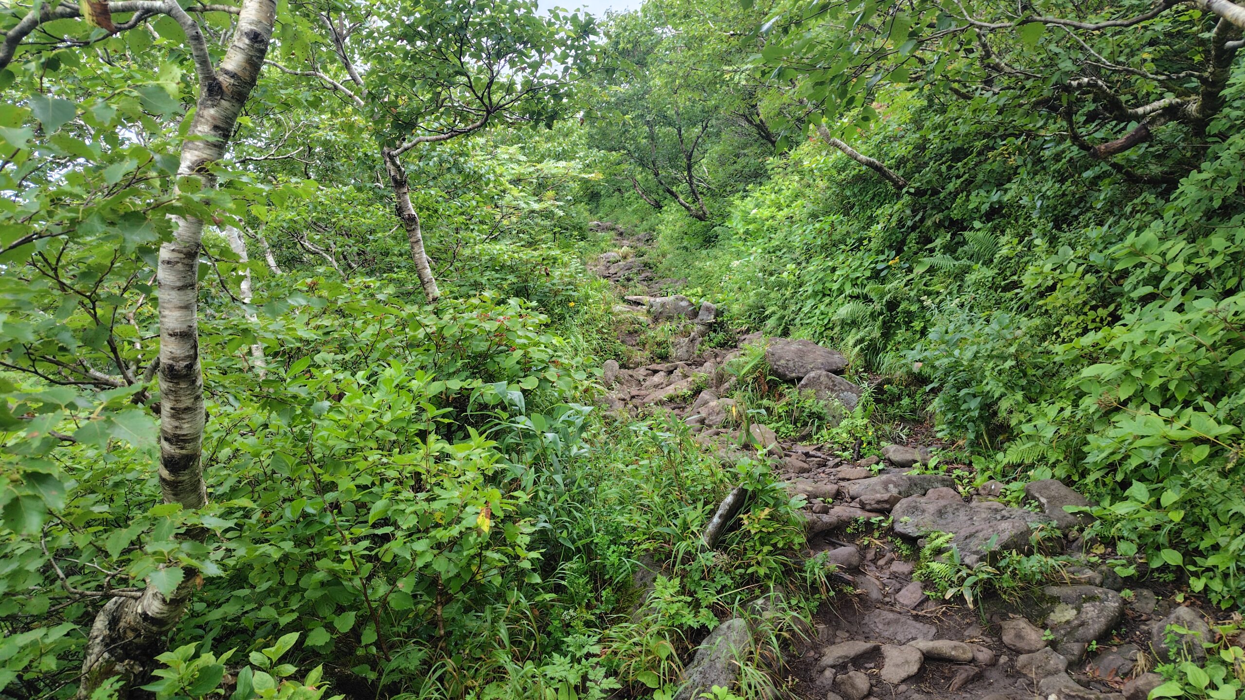 岩が多くなってきた登山道
