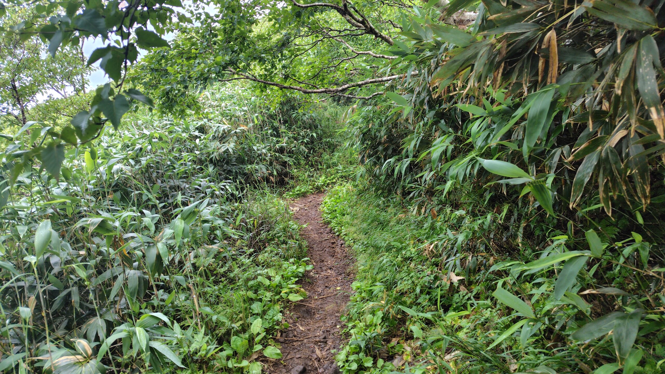 笹は茂るが道幅は広く歩きやすい