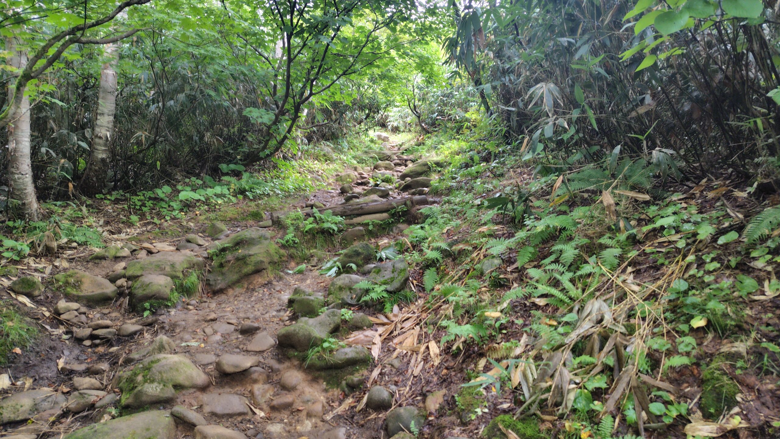 登りはじめの登山道