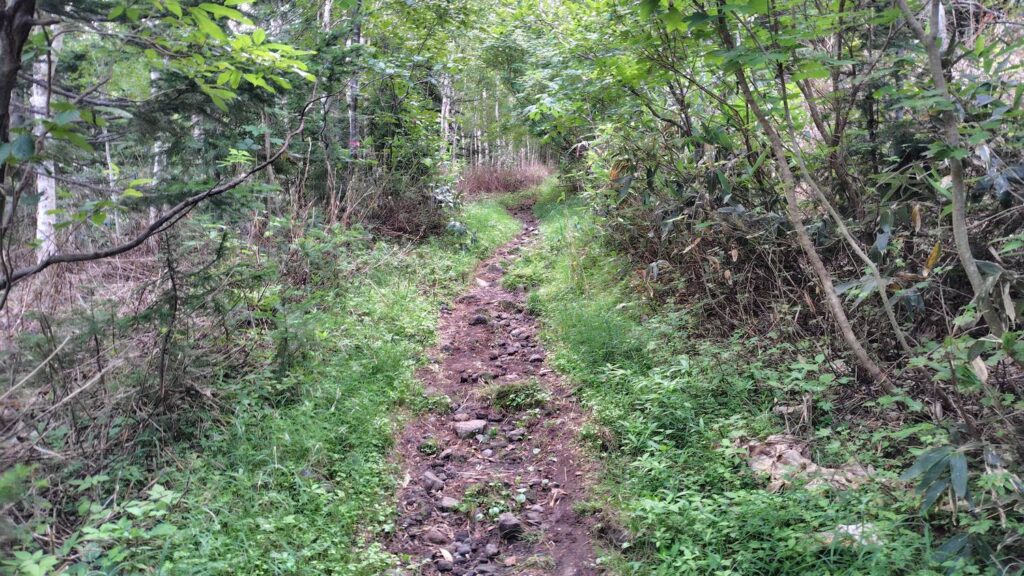 序盤は緩やかな登りが続く登山道