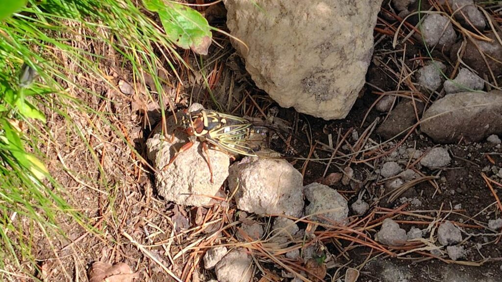 登山道で見かけたエゾゼミ