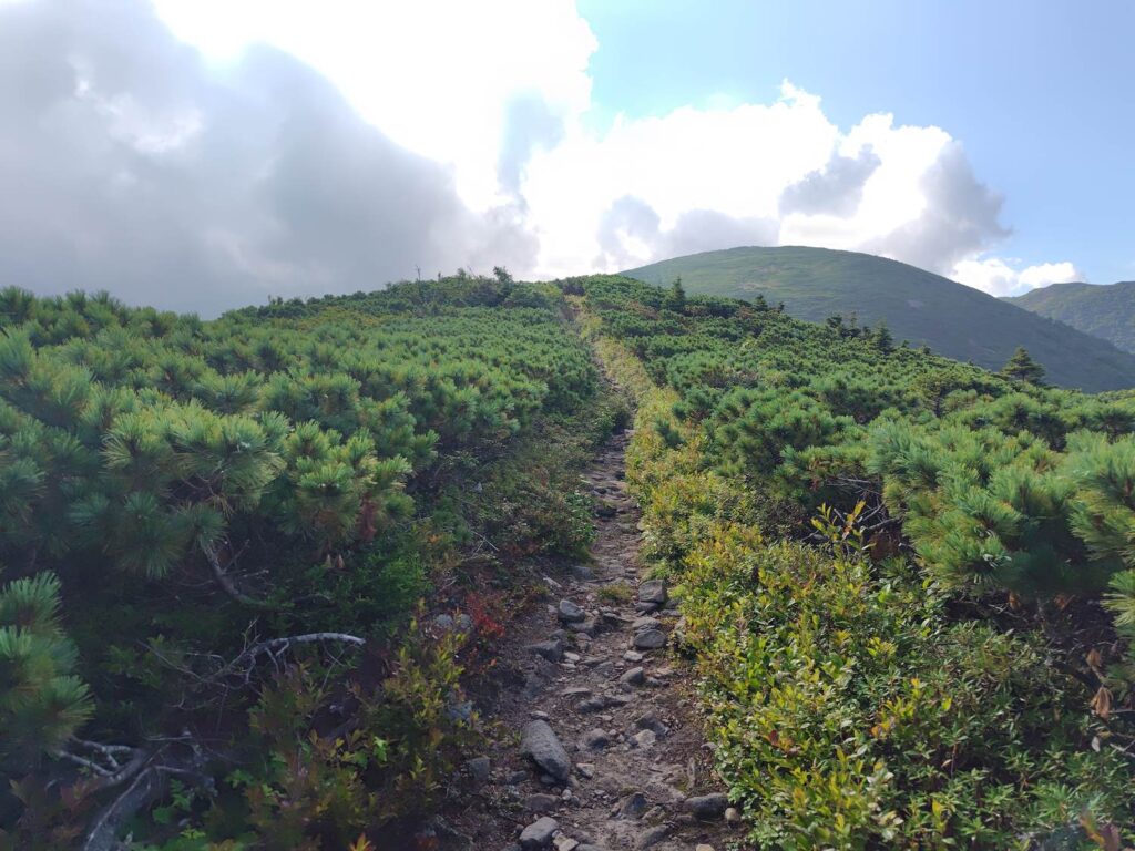 天塩円山の手前。笹からハイマツ帯に変わる