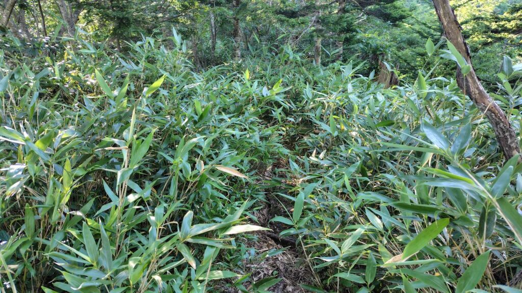 笹薮が生い茂る馬の背コースの登山道