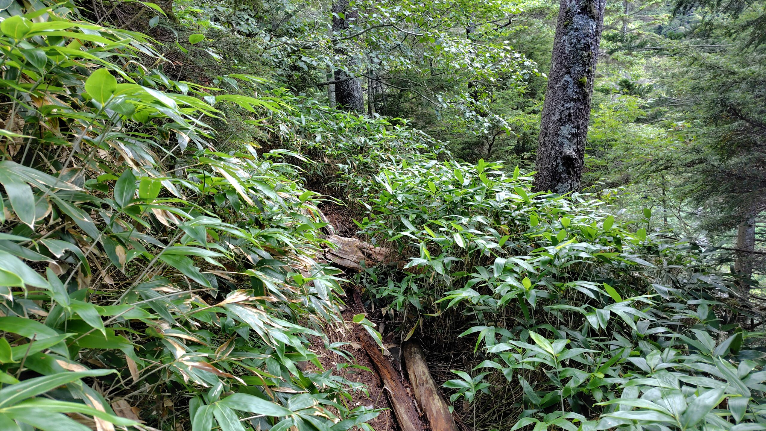 荷継小屋跡から下はしばらく樹林帯が続く