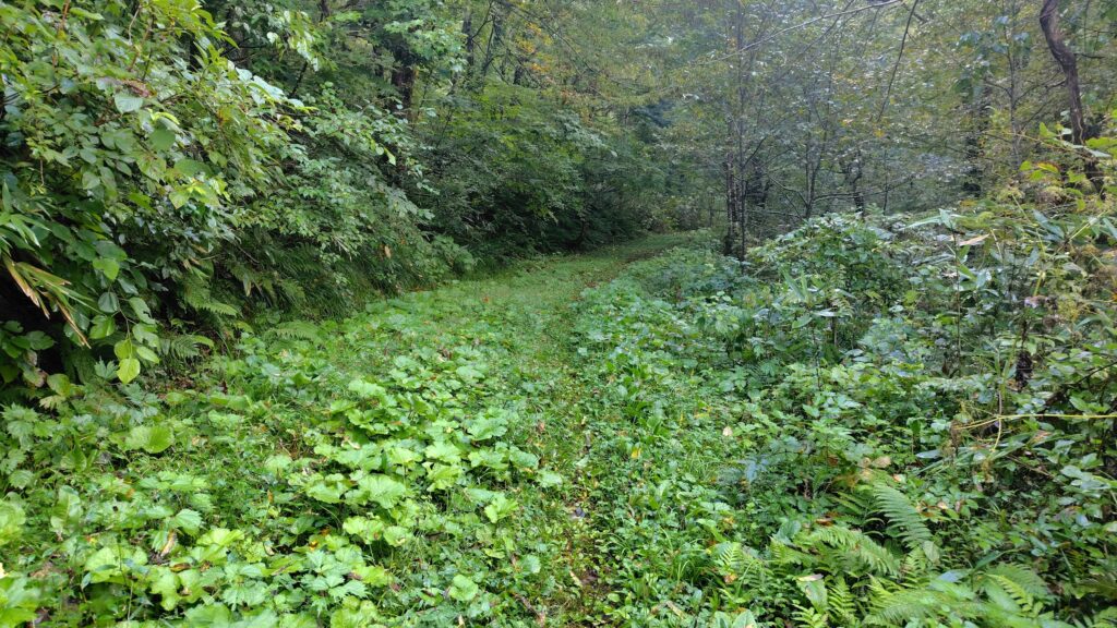 有屋口登山口から続く林道のような広い道