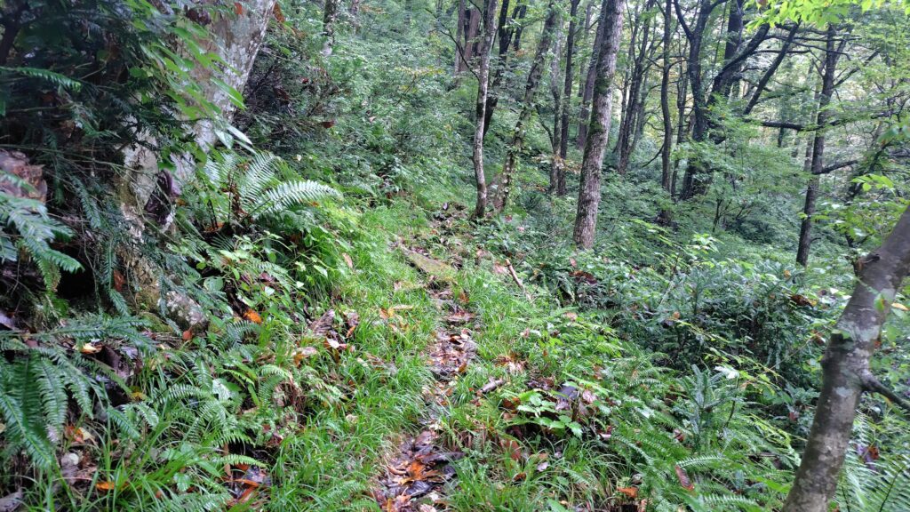 登山道に入ってすぐの樹林帯の細い道