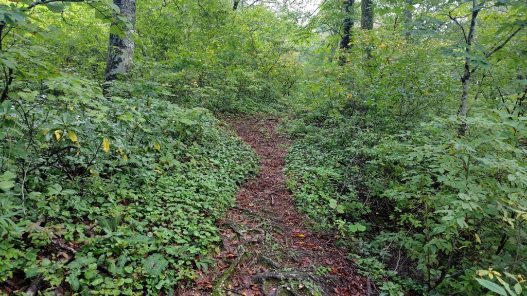 二股から始まる急登の登山道