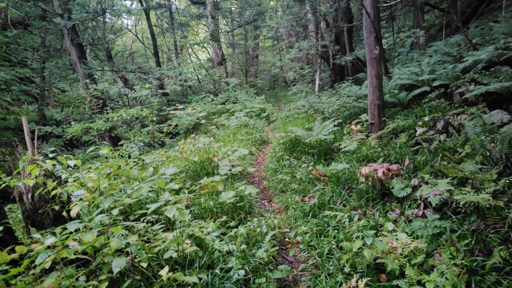岩魚留小屋から先の登山道。樹林帯の歩きやすい道が続く