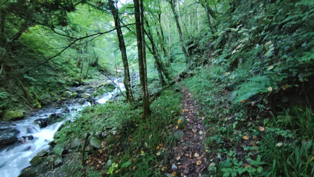 沢沿いを進む登山道。水音が近く涼しい