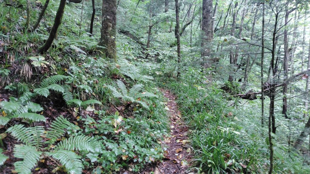 島々谷を下る登山道