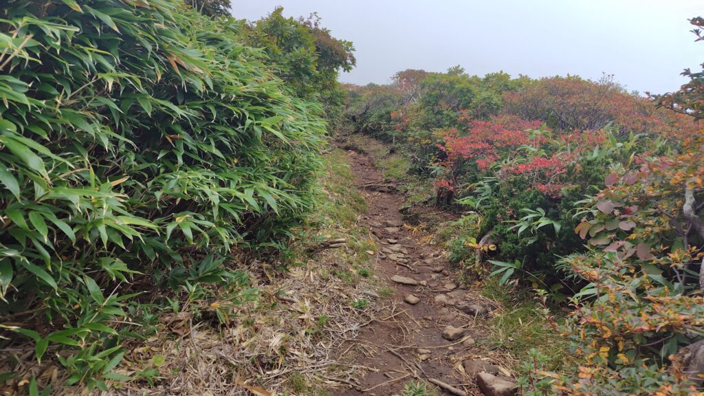 渡渉後の踏み固められた登山道