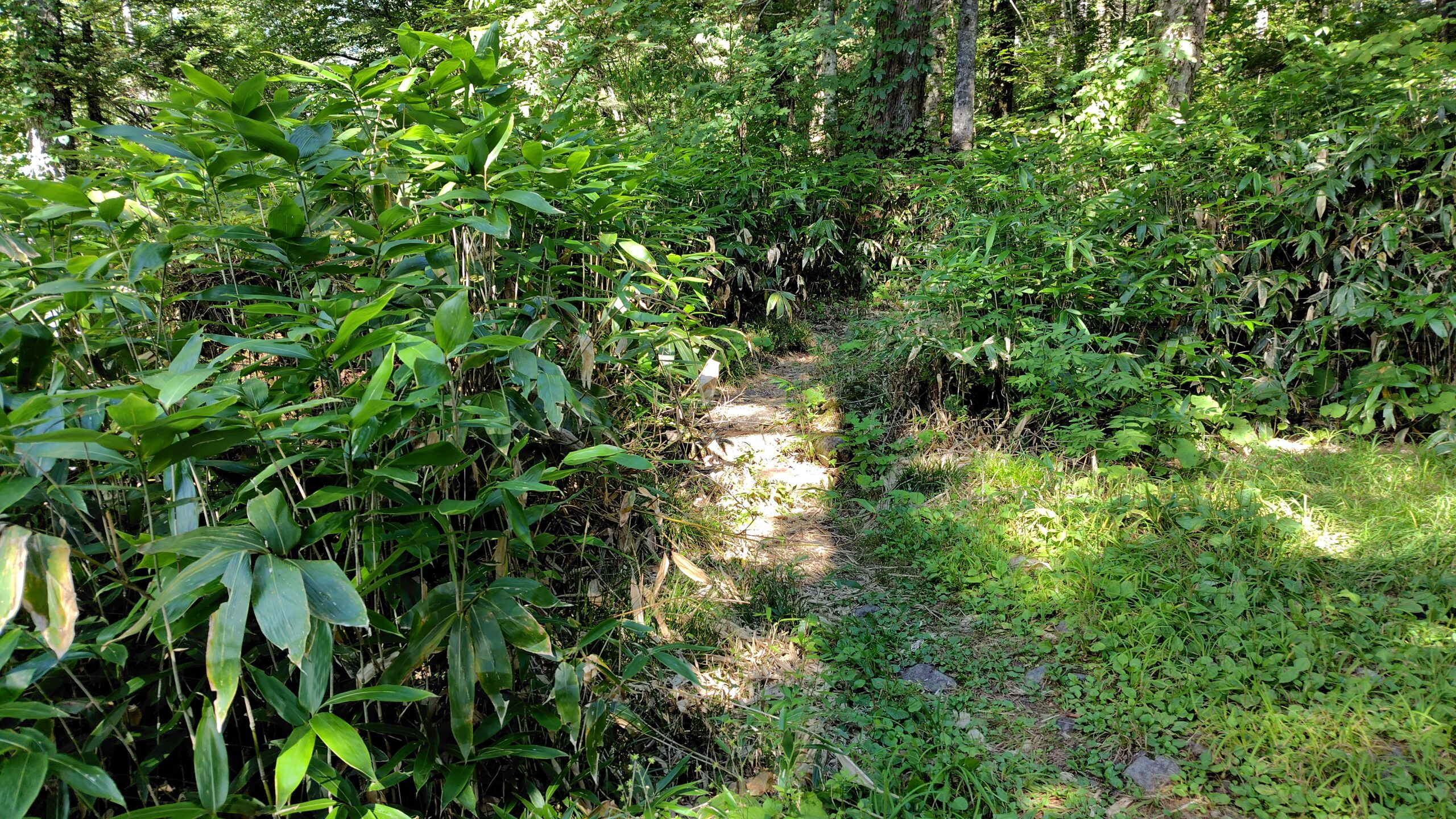 白出沢出合にある登山道の入り口。林道終点から樹林帯へ入る