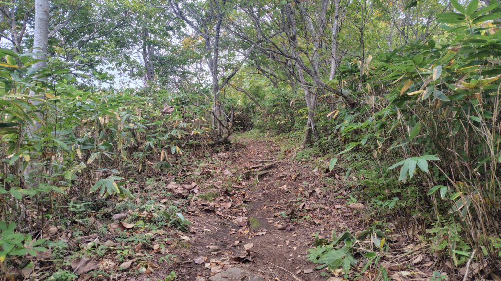 廃林道を過ぎた先の、広くて歩きやすい樹林帯の道