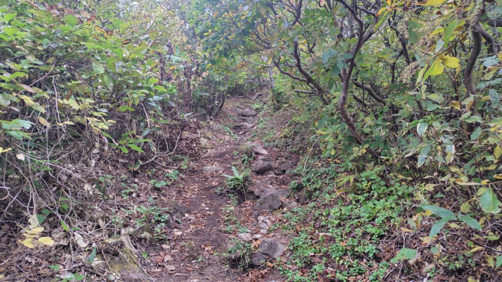 標高1,150m付近から岩が出てくる登山道