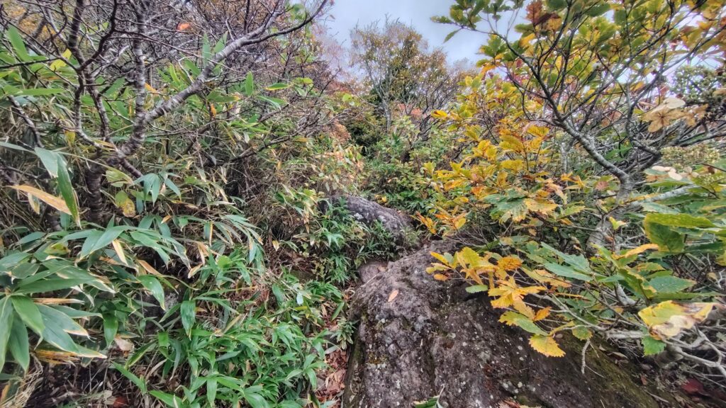 樹林帯を抜けて展望が開けた登山道(標高1,400m付近)