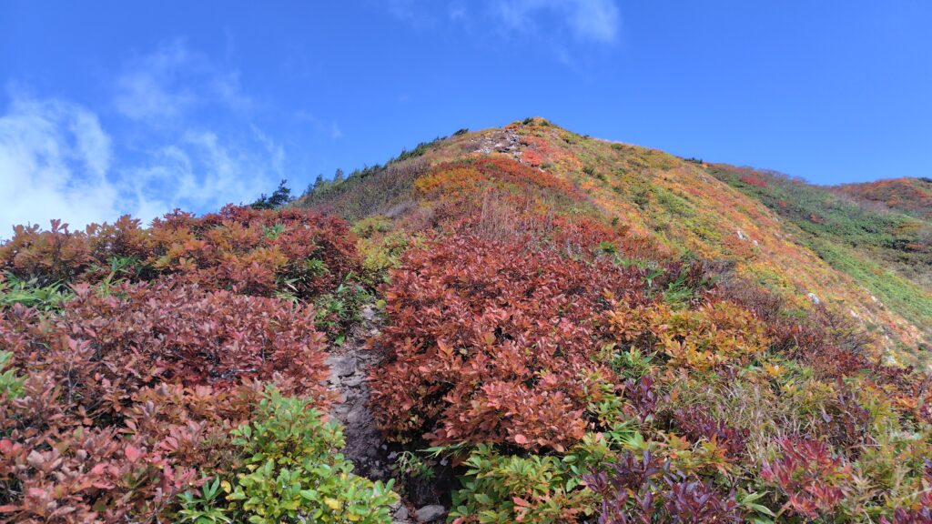 紅葉した灌木帯を抜けて山頂へ向かう登山道