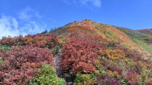 紅葉した灌木帯を抜けて山頂へ向かう登山道