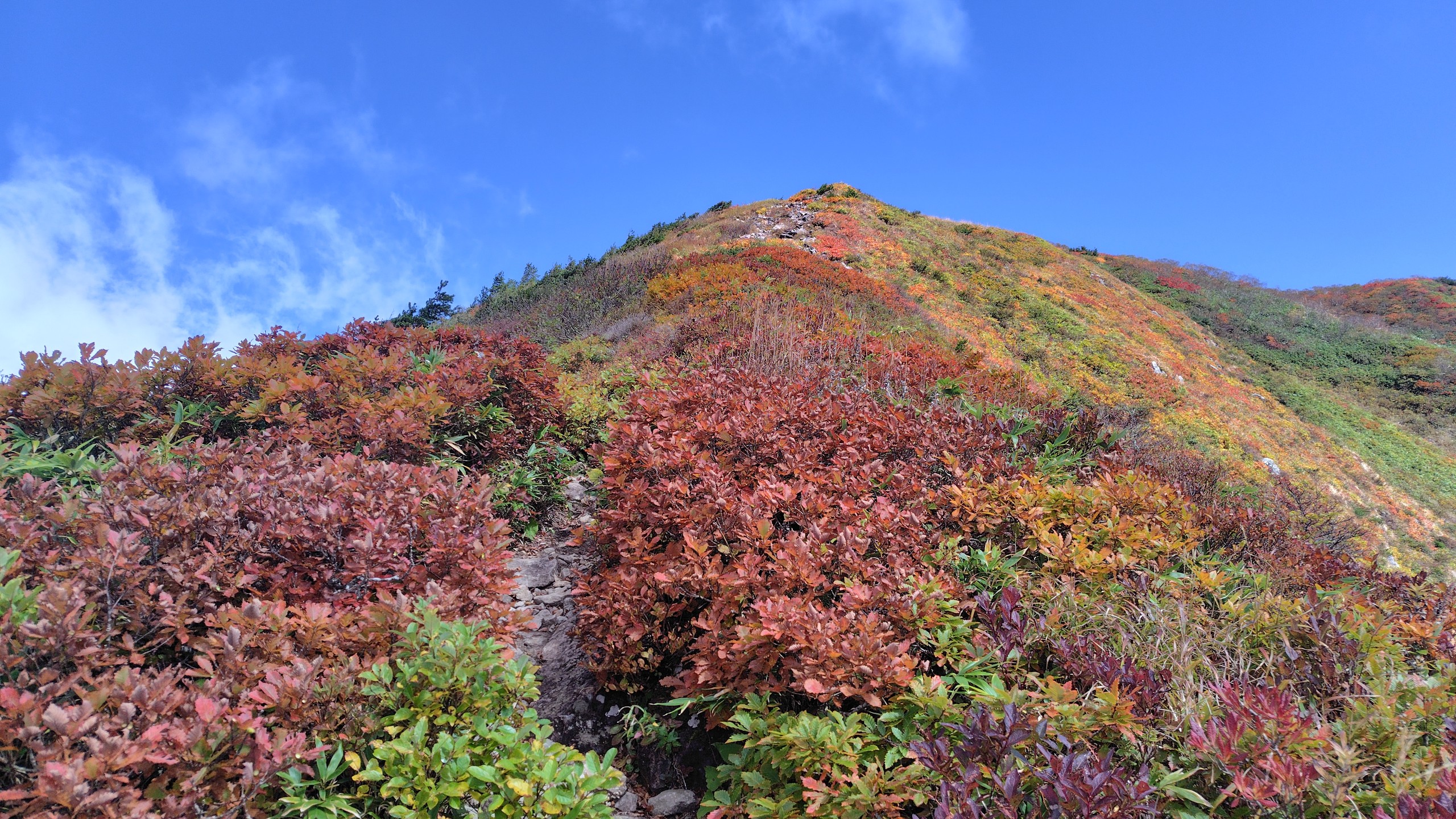 紅葉した灌木帯を抜けて山頂へ向かう登山道