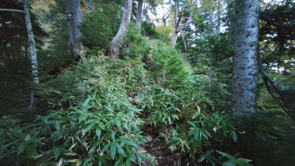 槍平小屋から南岳新道へ。両側に笹が茂る序盤の登り