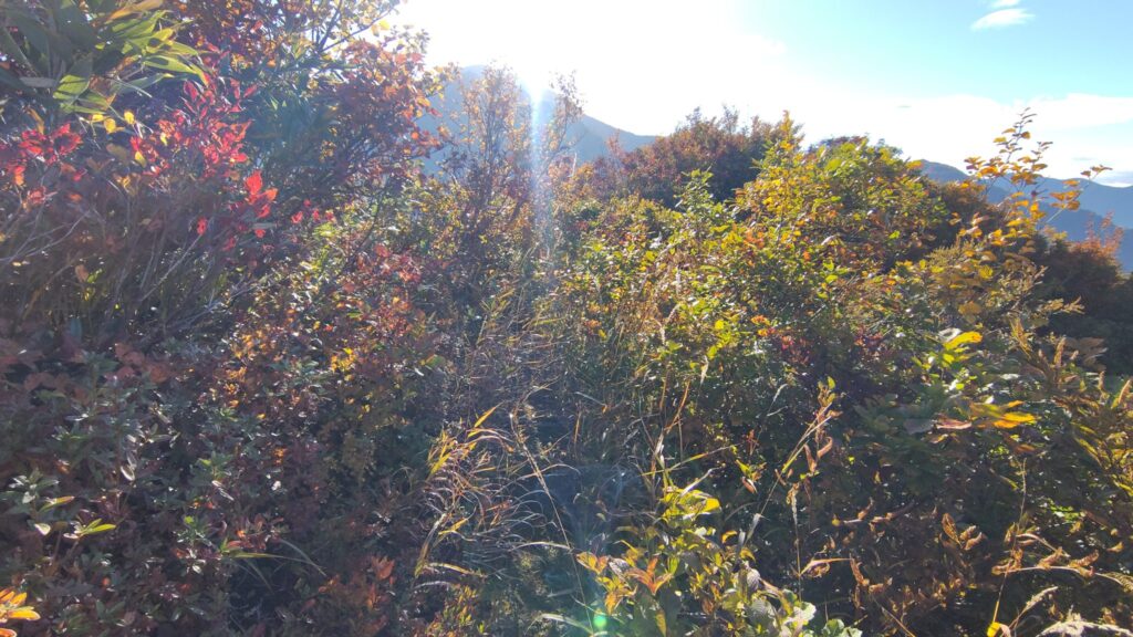 荒山から先のやぶこぎの道