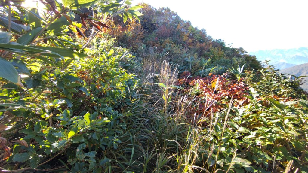 草が茂って足元が見えにくい登山道