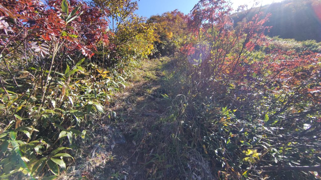 やぶが刈り取られた御月山への登山道